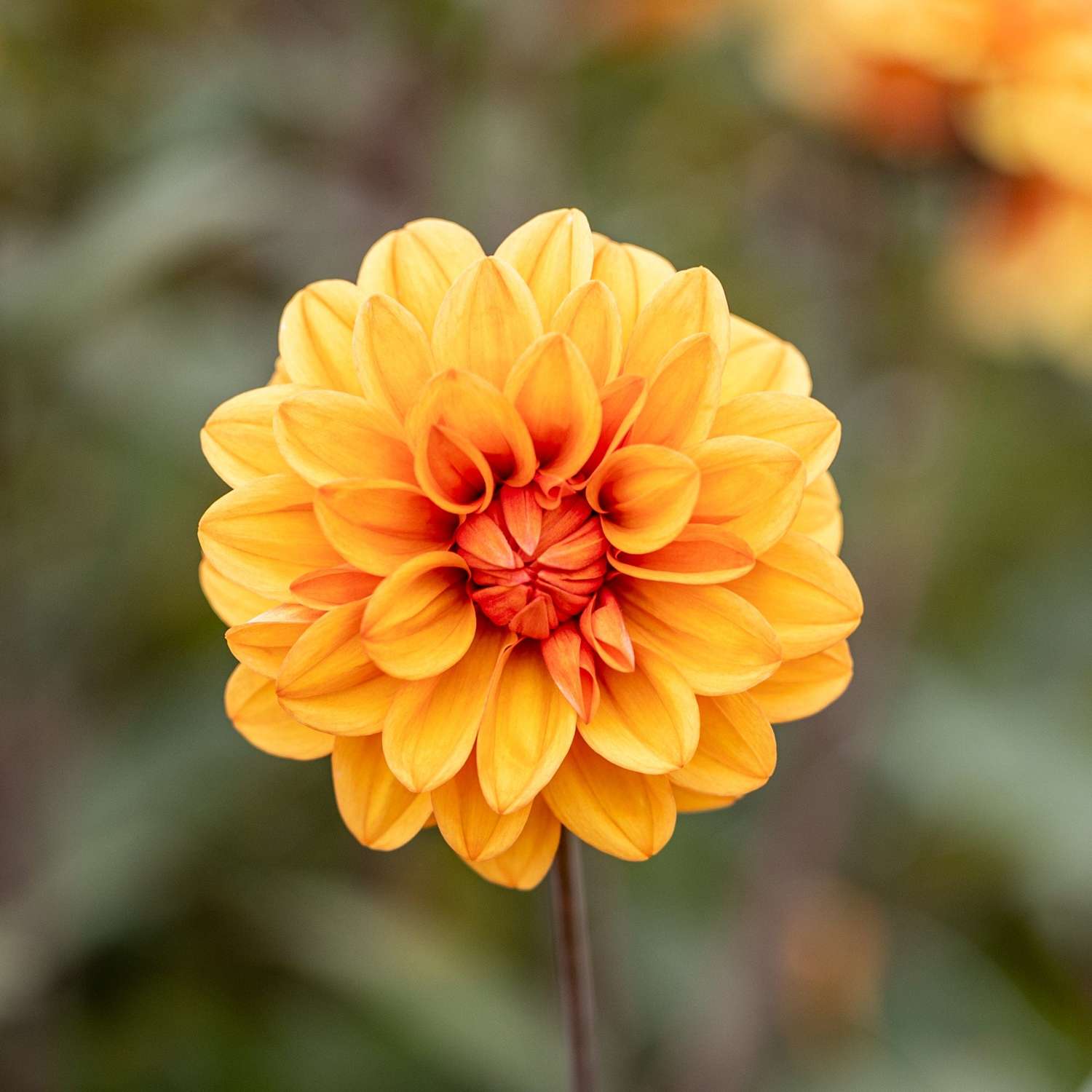 Dahlia 'David Howard'
